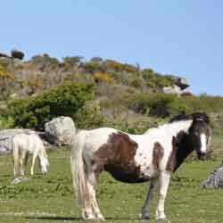 Halsetown Inn Horses in field nearby